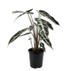 120mm Alocasia Bambino - Alocasia amazonica