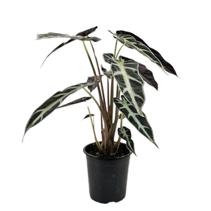 120mm Alocasia Bambino - Alocasia amazonica