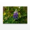 Lupinus Pusillus Close Up  Print 100% Australian Made 90 x 60cm  (Stretched)