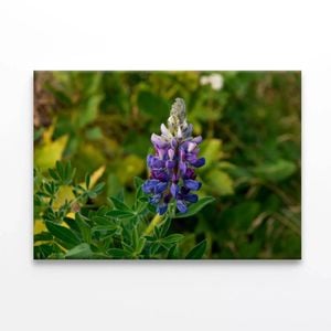 Lupinus Pusillus Close Up  Print 100% Australian Made 90 x 60cm  (Stretched)