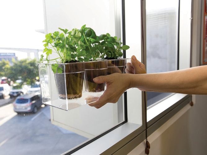 small pots of plants on a window