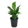 125mm Peace Lily - Spathiphyllum floribundum