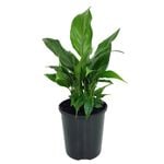 125mm Peace Lily - Spathiphyllum floribundum