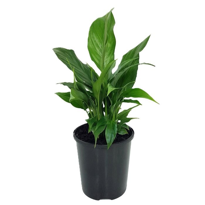 125mm Peace Lily - Spathiphyllum floribundum