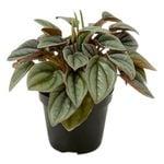 95mm Peperomia Napoli Nights - Peperomia obtusifolia