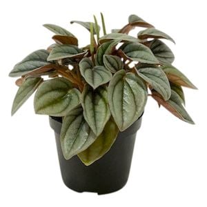 95mm Peperomia Napoli Nights - Peperomia obtusifolia