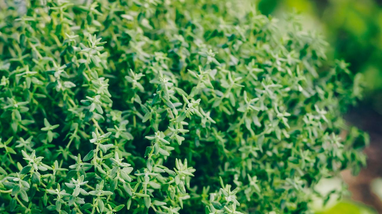 Thyme (Thymus vulgaris).