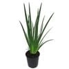 2L Dianella - Dianella kentlyn