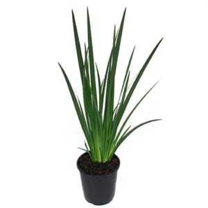 2L Dianella - Dianella kentlyn