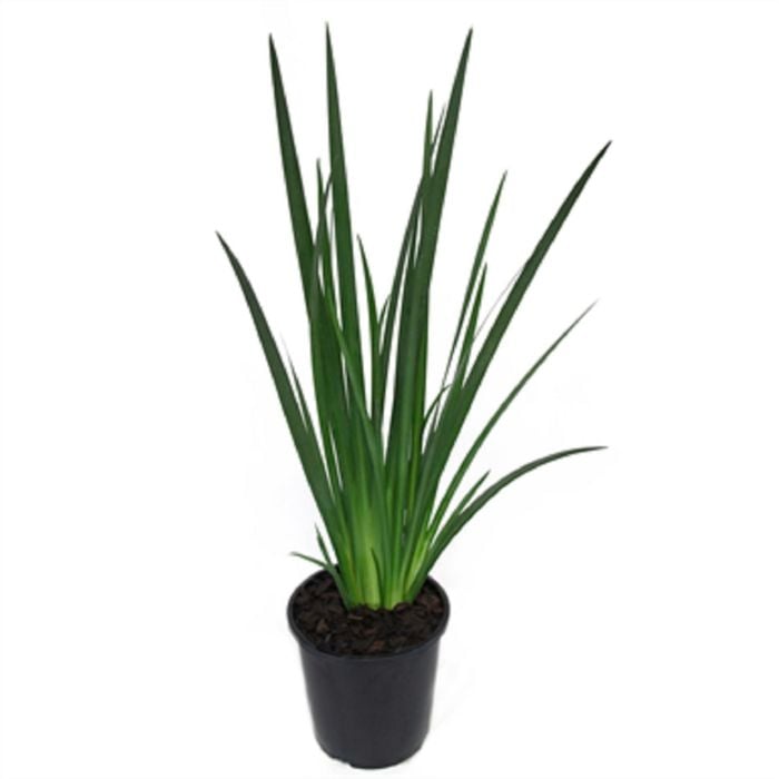 2L Dianella - Dianella kentlyn