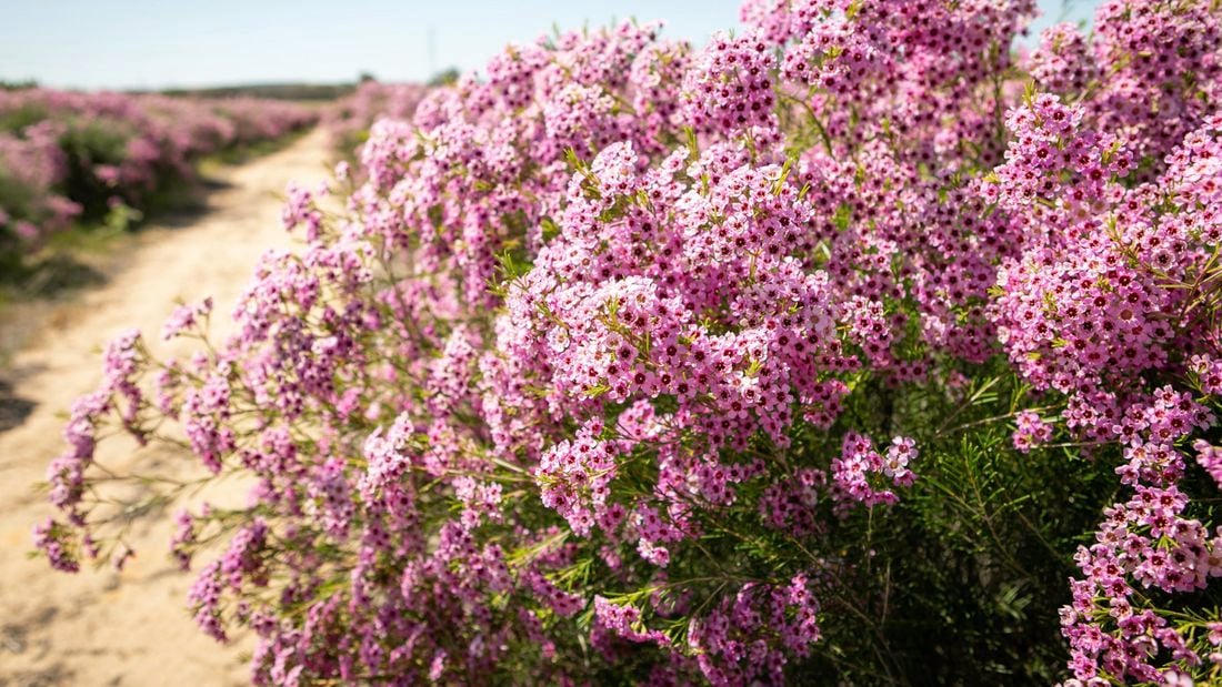 Masses of purple flowers of Chamelaucium ‘Jambinu Zest’ (Geraldton wax)