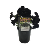 1.5L Plant Petunia Crazytunia Black Mamba