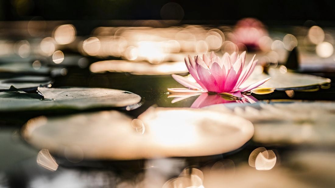 wide angle of a water lily in a pond in the light