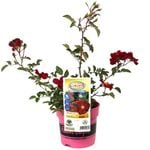 140mm Rose Flower Carpet Red - Flower Carpet® RED var. Noare PBR