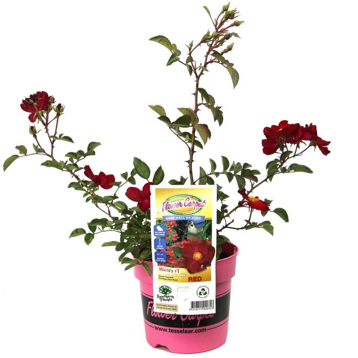140mm Rose Flower Carpet Red - Flower Carpet® RED var. Noare PBR