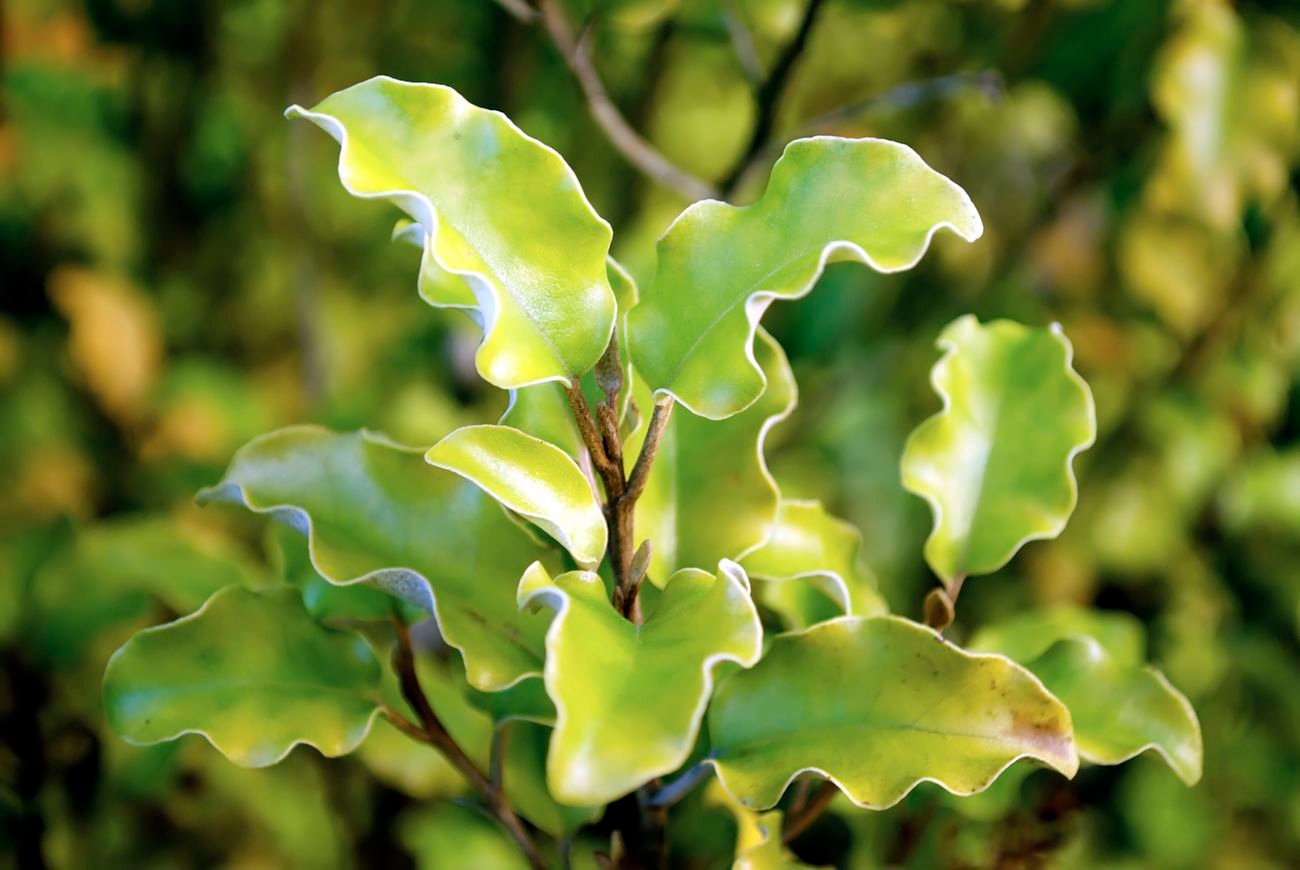 Close up of pittosporums