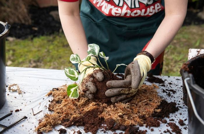 DIY Advice Image - How to make a kokedama plant hanger. G Drive blob storage upload.