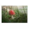 Close-Up Of Toadstool  Print 100% Australian Made 120 x 90cm  (Acrylic)