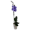 120mm Watercolour Purple Single Stem Orchid - Phalaenopsis