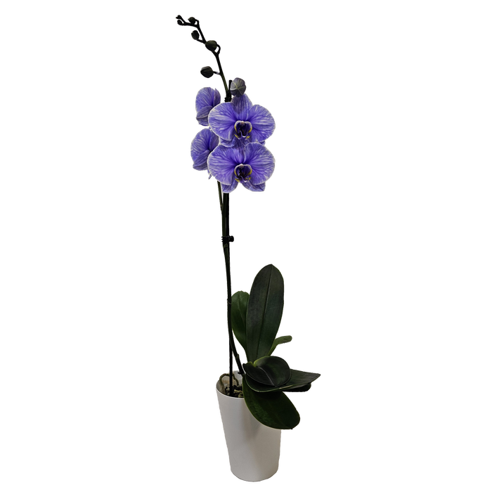120mm Watercolour Purple Single Stem Orchid - Phalaenopsis