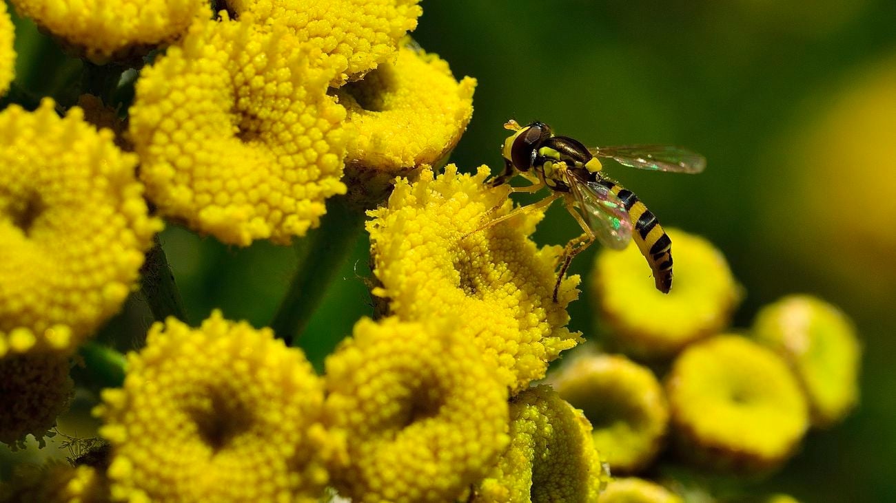 A close-up of yellow tansy flowers