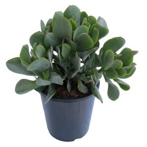 1.9L Silver Jade Plant - Crassula arborescens