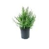 250mm Round Leaf Mint Bush - Prostanthera rotundifolia