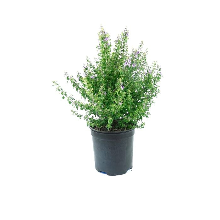 250mm Round Leaf Mint Bush - Prostanthera rotundifolia