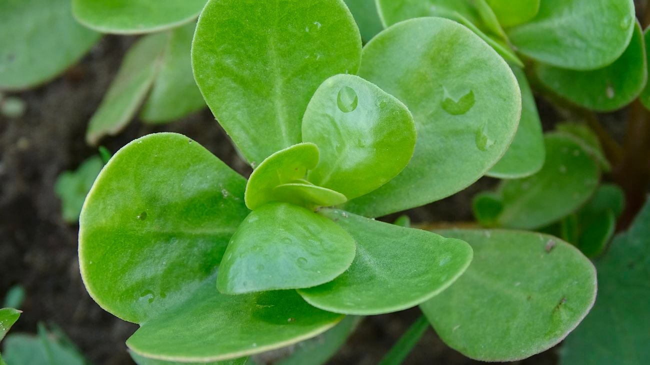 Close up of a portulaca plant with round bright green leaves.