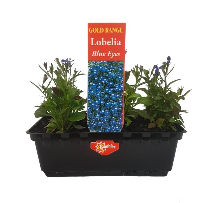 Lobelia Blue Eyes Punnet - Gold Flower Range