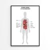 Human Internal Organs Info Illustration  Print 100% Australian Made 60x90cm  (Poster)