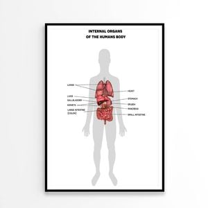 Human Internal Organs Info Illustration  Print 100% Australian Made 60x90cm  (Poster)