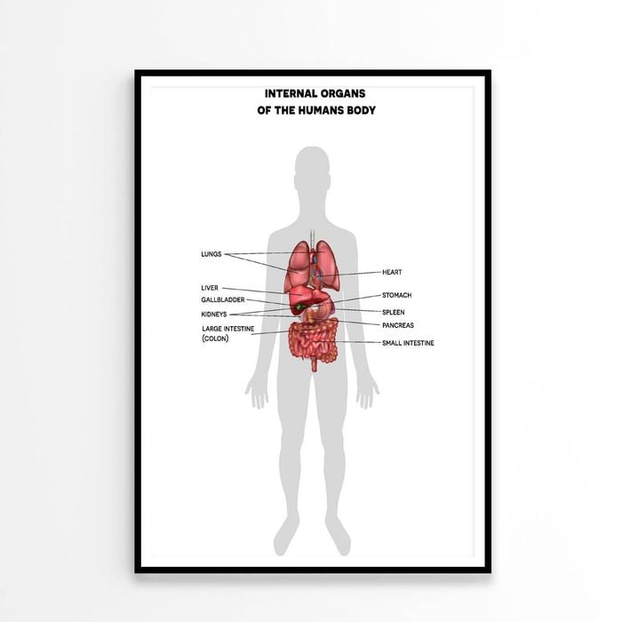 Human Internal Organs Info Illustration  Print 100% Australian Made 60x90cm  (Poster)