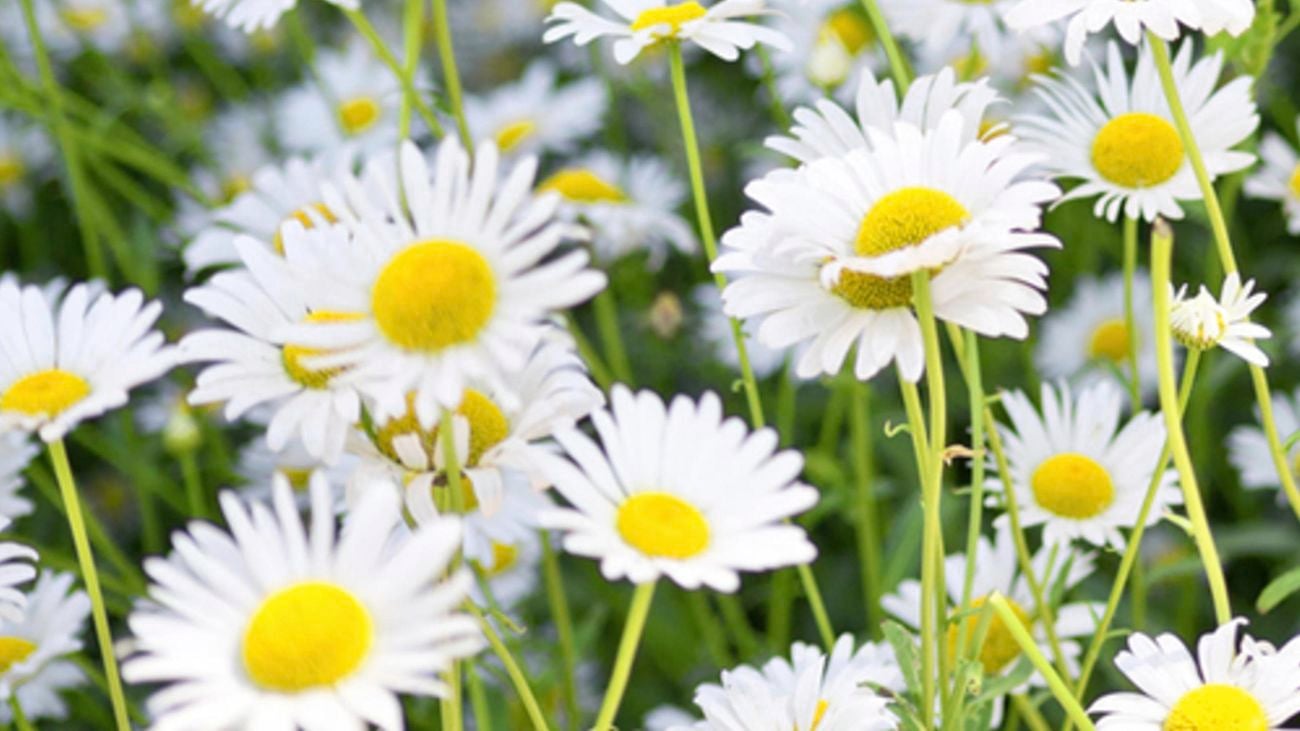 close up of a daisy