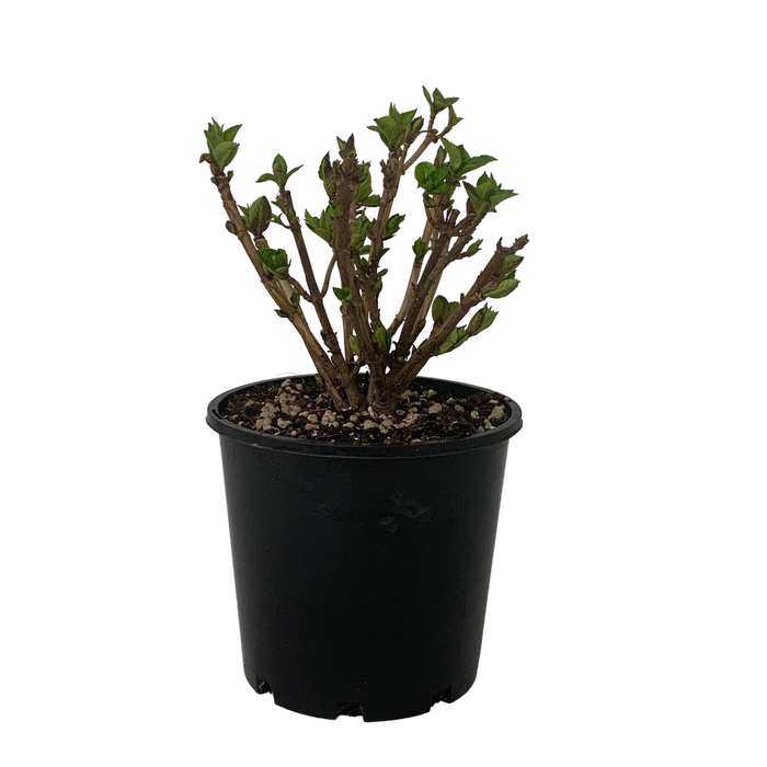 4.5L Hydrangea Venice - Hydrangea macrophylla