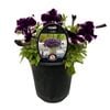 Gardening Solutionz 14cm Cosmic Petunia Violet 