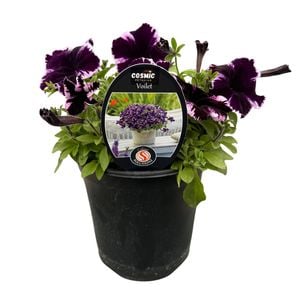 Gardening Solutionz 14cm Cosmic Petunia Violet 