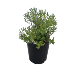 150mm Hebe Margaret Plant