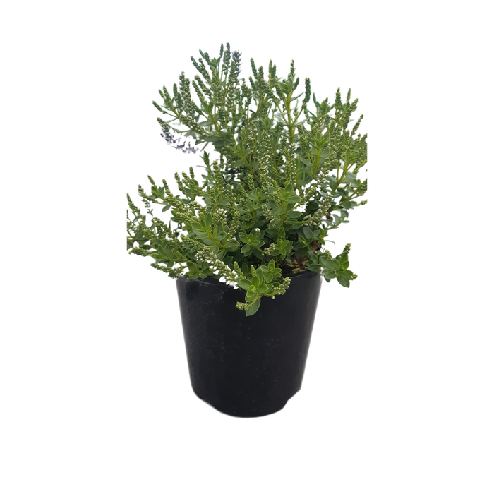 150mm Hebe Margaret Plant