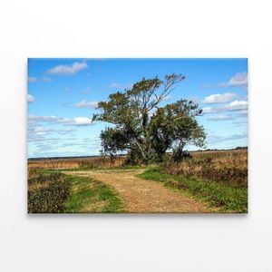 Tree in the Vast Of Parker River  Print 100% Australian Made 75 x 50cm  (Stretched)