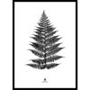 Modern Furniture Large Fern Print 74x54cm in Black Frame