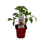 100mm Tomato Russian Red - Lycopersicum