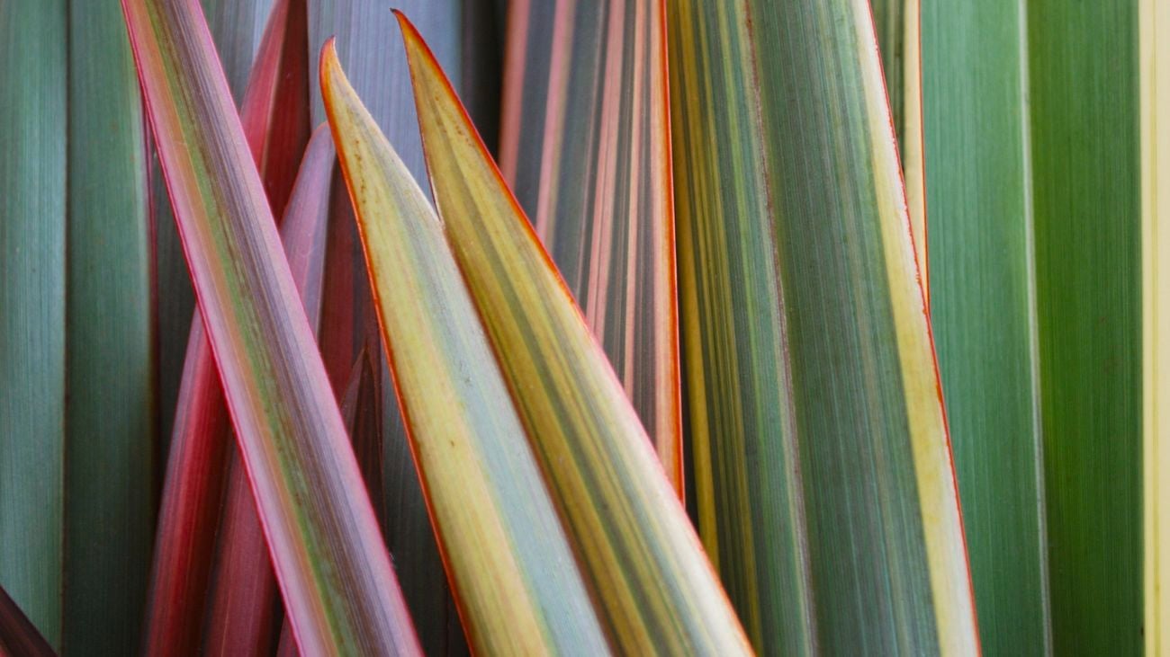 close up shot of flax leaves
