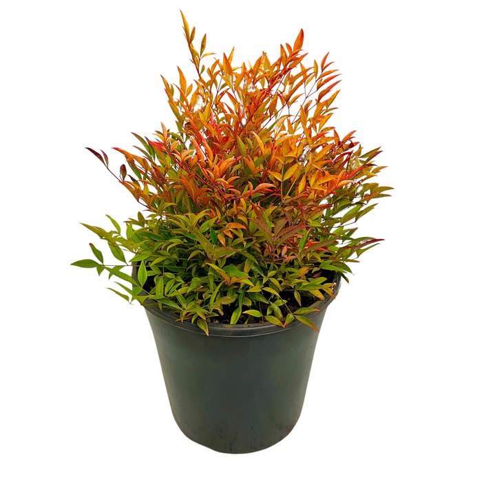 200mm Nandina Moonbay - Nandina domestica