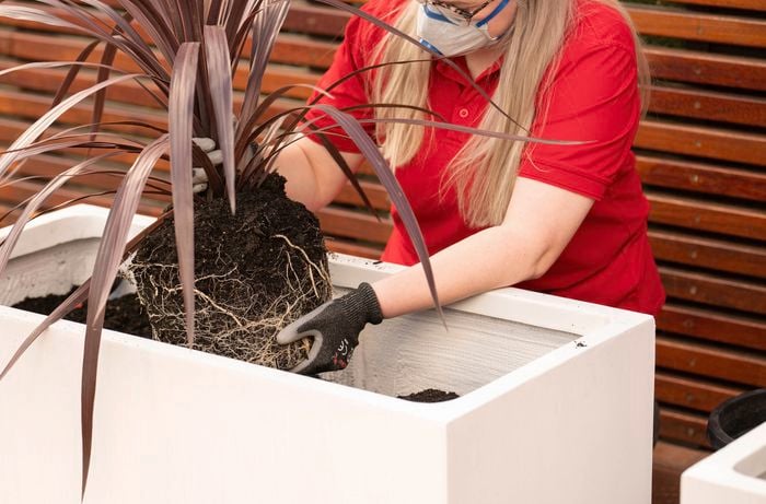 A person wearing gloves is placing a Cordyline Red Star plant with exposed roots into a planter filled with soil