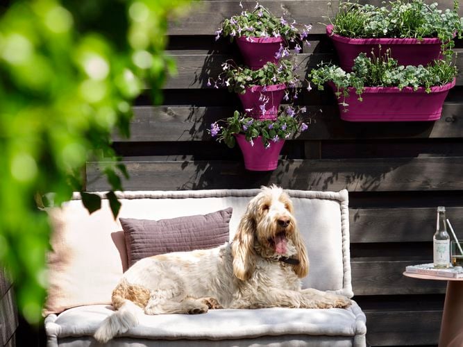 Outdoor Pot Corsica Vertical Forest Cherry 0270565