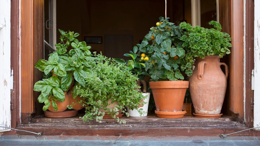 Range of herbs on a wooden windowsill. 