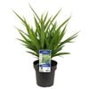 180mm Dianella Goddess - Dianella caerulea hybrid