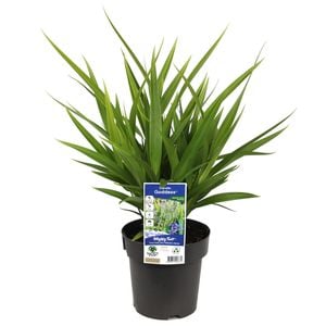 180mm Dianella Goddess - Dianella caerulea hybrid