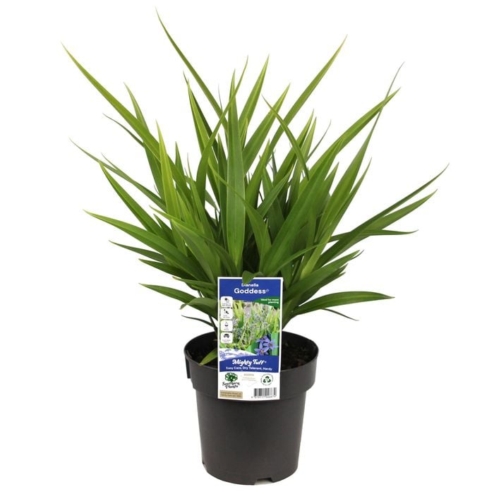 180mm Dianella Goddess - Dianella caerulea hybrid